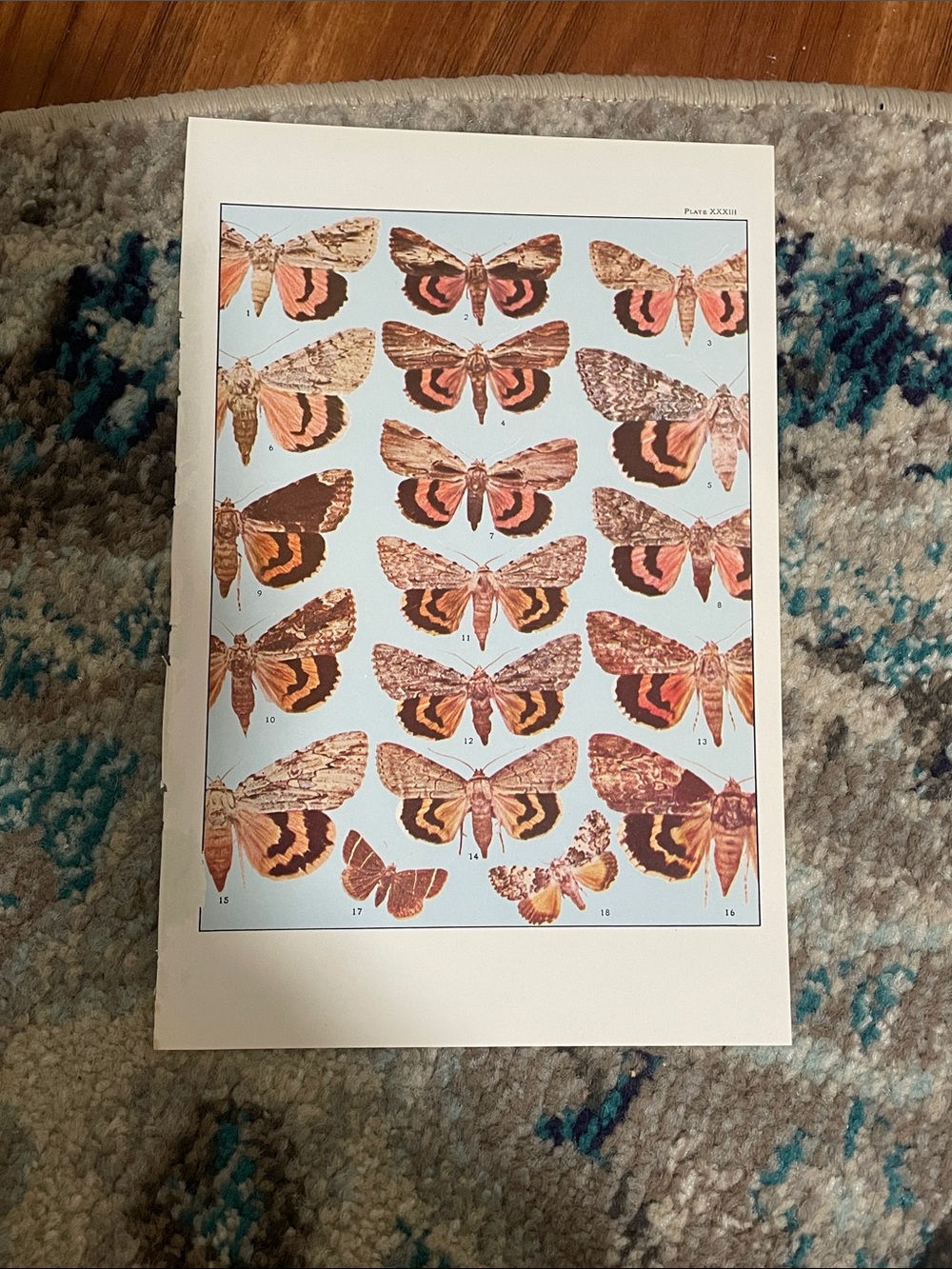 🖤5/$25 Vintage Botanical Moth Print - Peach and Light Blue